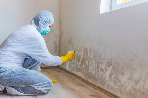 Black mold inspection in Holtwood
